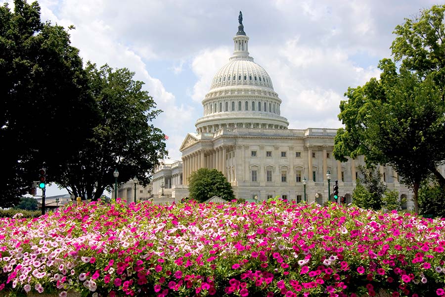 Contact - Scenic View of the Capitol Building in Washington DC Next to Summer Flowers and Bright Green Trees